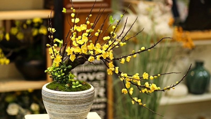 Mai vàng đón Tết, tràn đầy may mắn và niềm vui Mai vàng đón Tết, tràn đầy may mắn và niềm vui