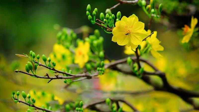 Cây mai Tết, làng xuân đón chào nắng mới Cây mai Tết, làng xuân đón chào nắng mới