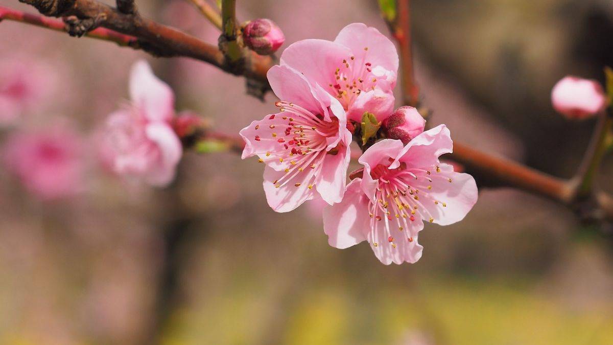 Chào xuân bên cây đào, hạnh phúc đong đầy Chào xuân bên cây đào, hạnh phúc đong đầy