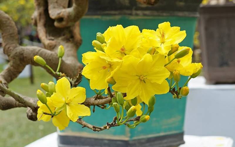 Tết này, cây mai vàng nở rực rỡ khắp nhà Tết này, cây mai vàng nở rực rỡ khắp nhà
