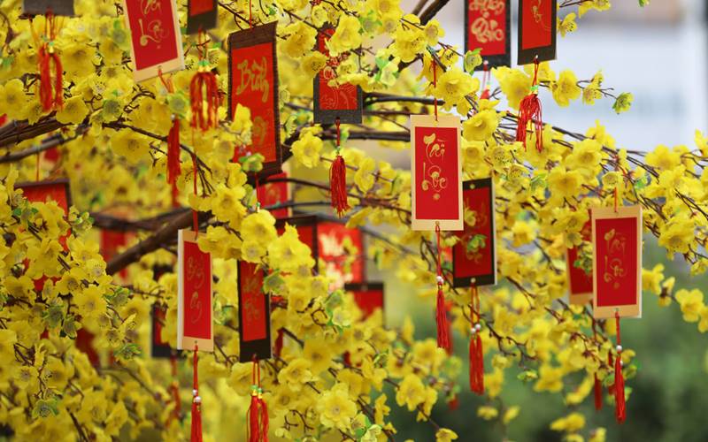 Tết này, màu vàng của cây mai mang đến thịnh vượng Tết này, màu vàng của cây mai mang đến thịnh vượng