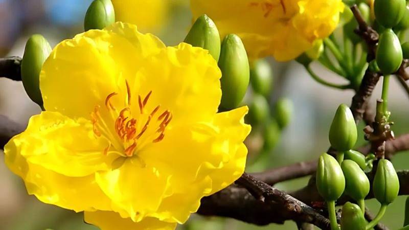 Những bông mai vàng báo hiệu một năm mới thành công Những bông mai vàng báo hiệu một năm mới thành công