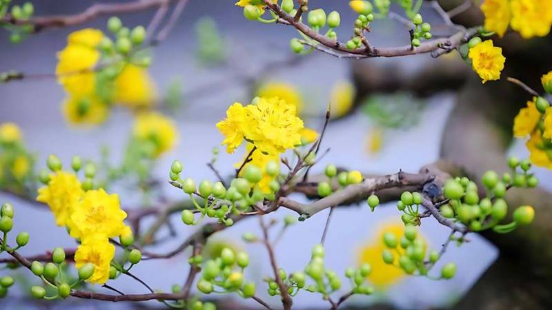Tết đến, cây mai vàng rực rỡ mang hy vọng mới Tết đến, cây mai vàng rực rỡ mang hy vọng mới
