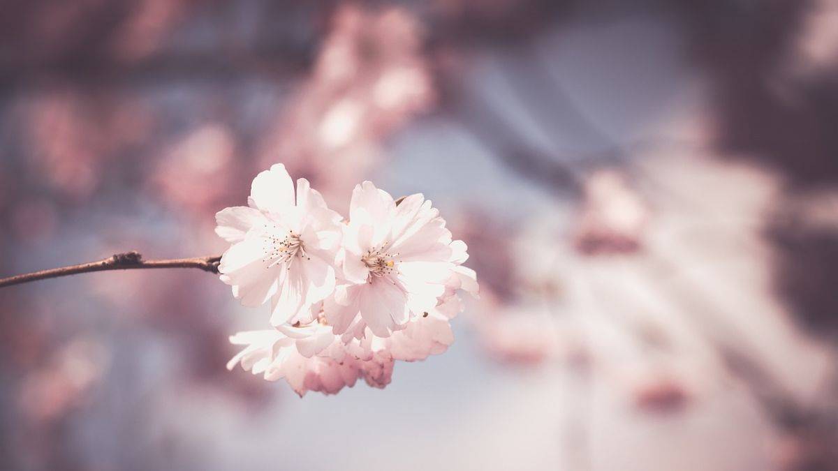 Tết này, cây đào rực rỡ đón chào năm mới Tết này, cây đào rực rỡ đón chào năm mới