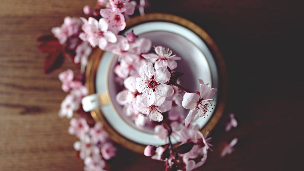 Chào Tết với sắc đào đỏ thắm, may mắn đến bên Chào Tết với sắc đào đỏ thắm, may mắn đến bên