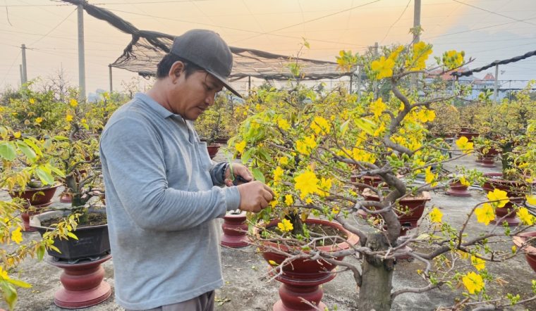 Lưu ngay cách chăm sóc mai nở đúng Tết ở miền Bắc