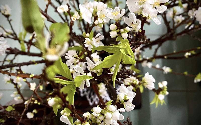 Xu hướng sử dụng hoa mận chơi Tết Xu hướng sử dụng hoa mận chơi Tết