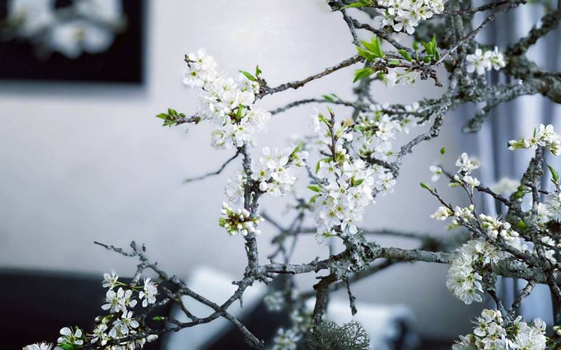 Đặc điểm của hoa mận chơi Tết được nhiều người sử dụng Đặc điểm của hoa mận chơi Tết được nhiều người sử dụng
