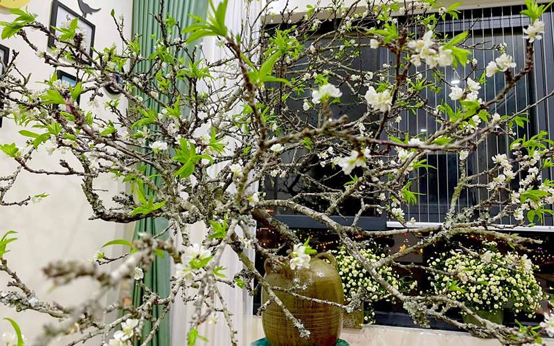 Tại sao hoa mận được khách hàng mua nhiều vào dịp Tết? Tại sao hoa mận được khách hàng mua nhiều vào dịp Tết?