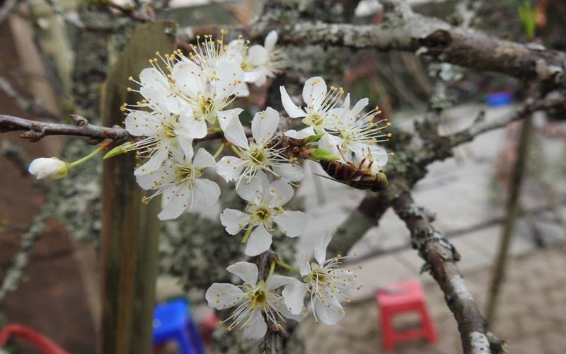 Cách chọn hoa mận chơi Tết đẹp Cách chọn hoa mận chơi Tết đẹp