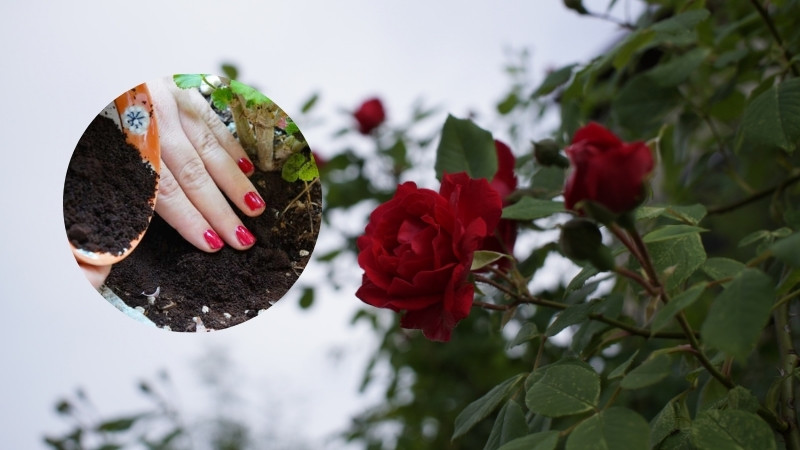 Ủ ruột cá với đất