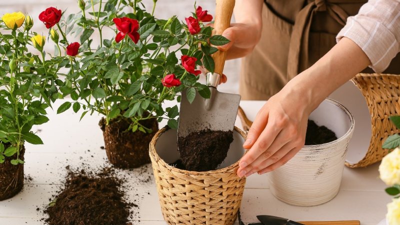 Lưu ý khi dùng ruột cá làm phân bón cho cây hồng