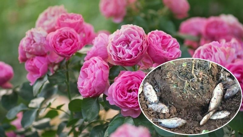 Chôn ruột cá dưới gốc hoa hồng có lợi ích gì?