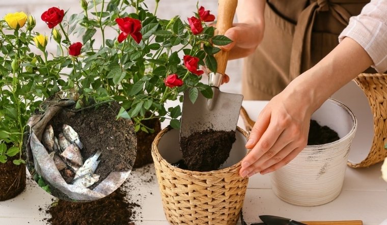 Hồng nở rực rỡ, cây lá sum suê dịp Tết Nguyên Đán Ất Tỵ với tips nhỏ sau