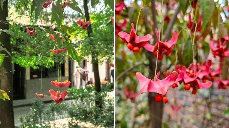 Cây bướm vàng