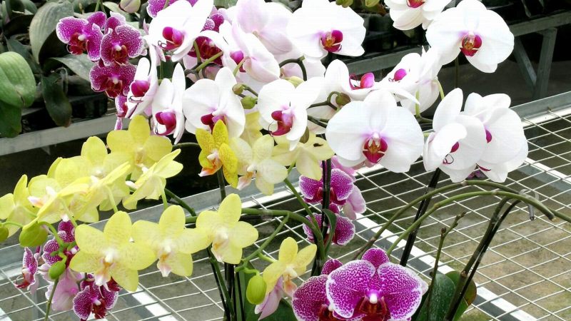 Lan hồ điệp Lan hồ điệp