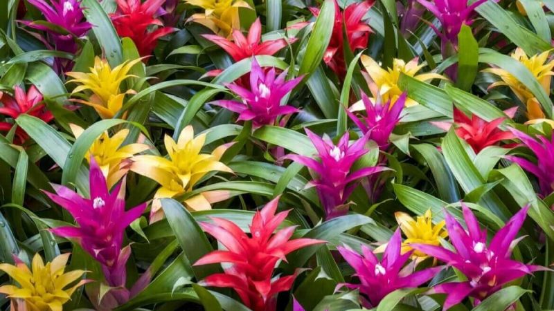 Dứa cảnh nến Dứa cảnh nến