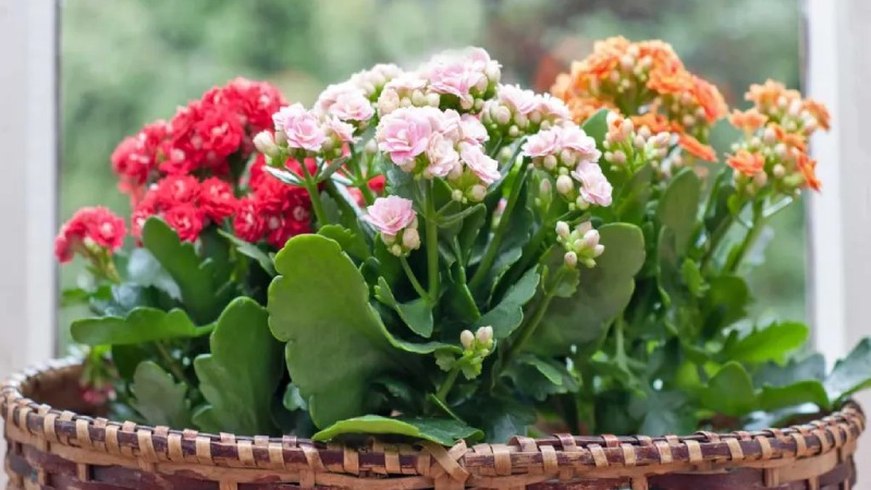 Hoa trường thọ Hoa trường thọ