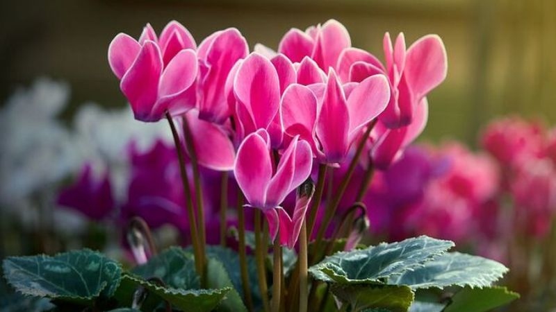 Hoa anh thảo Hoa anh thảo