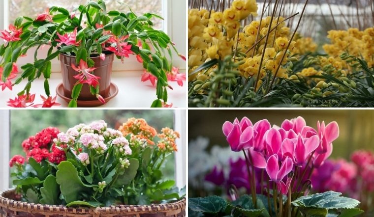 Tết 2025 chưng 10 loại 'hoa giao thừa' này để cả năm đại cát đại lợi
