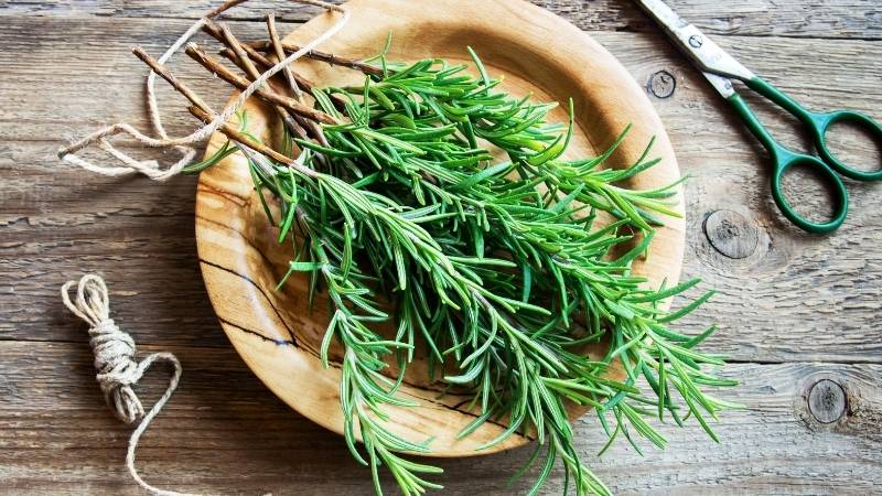 Cây hương thảo hợp với mệnh Hỏa