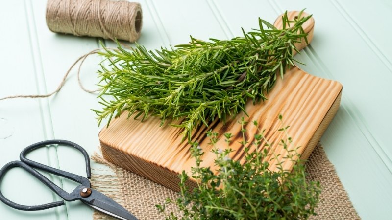Lựa chọn giống cây và thời điểm trồng