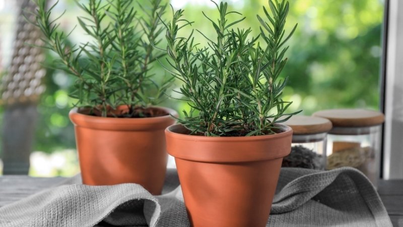 Những điều kiêng kỵ khi trồng cây hương thảo