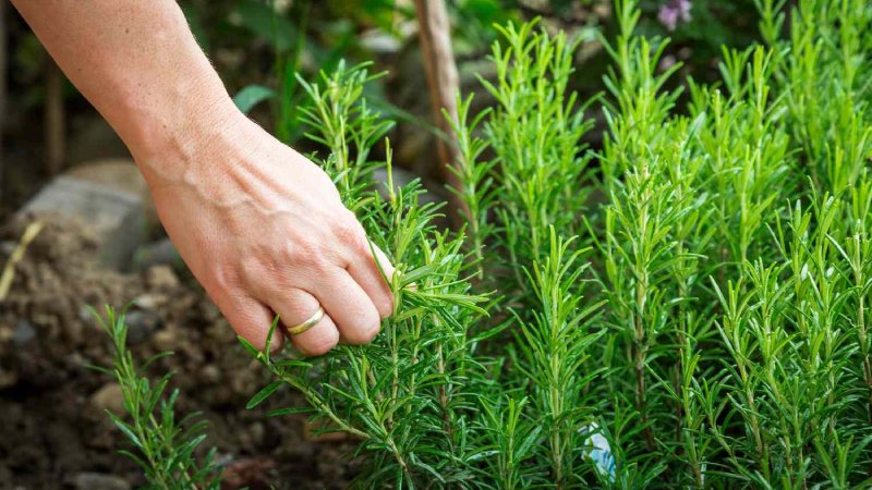 Ý nghĩa phong thủy của cây hương thảo