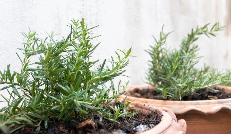 Cây hương thảo hợp mệnh gì? Giải đáp từ A - Z