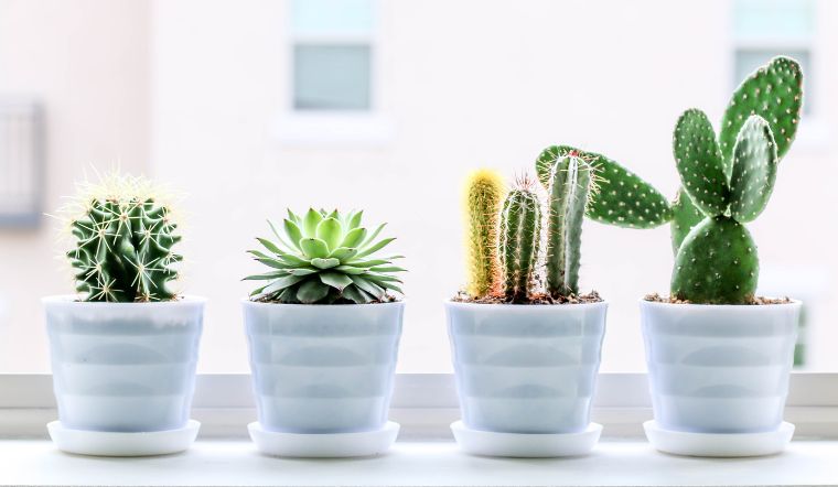 Cây xương rồng hợp mệnh gì? Nên đặt ở đâu?