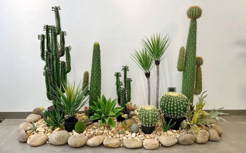 Vị trí nên trồng cây xương rồng