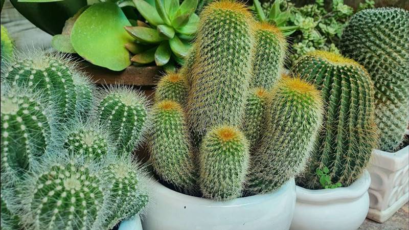 Ý nghĩa phong thủy của cây xương rồng