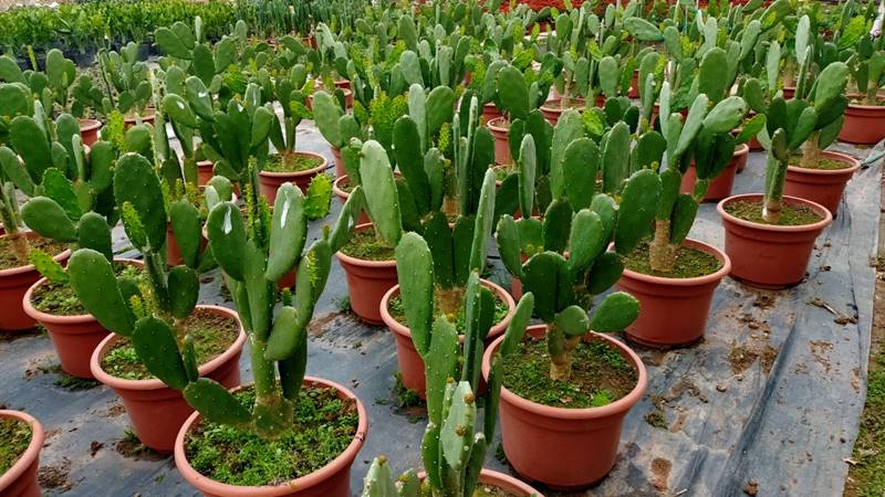 Một số cây xương rồng phong thủy hợp mệnh nên trồng