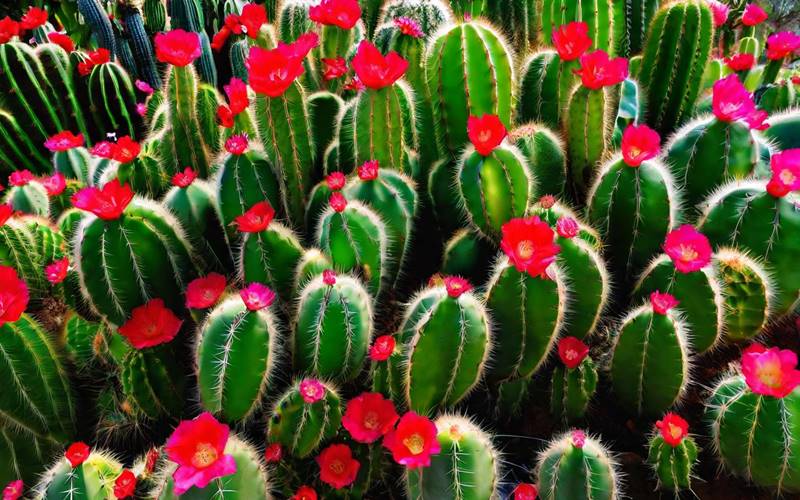 Hoa xương rồng nở thường được coi là dấu hiệu của sự may mắn