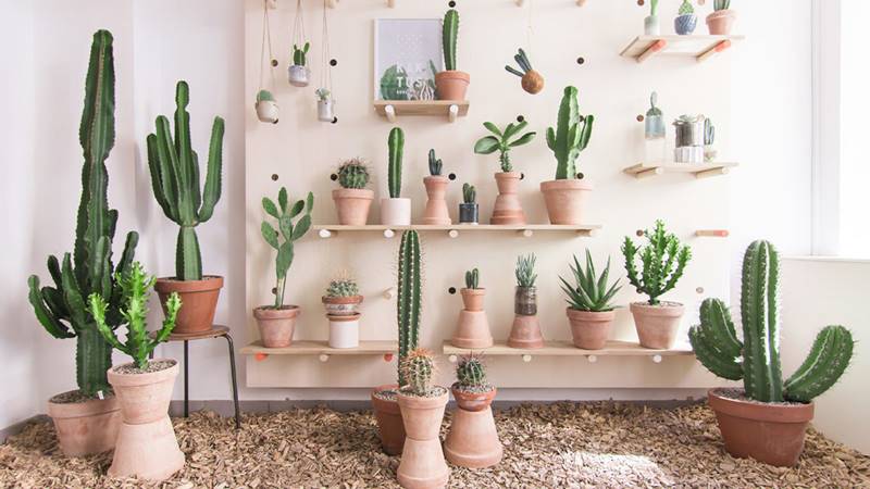 Lưu ý khi trồng cây xương rồng