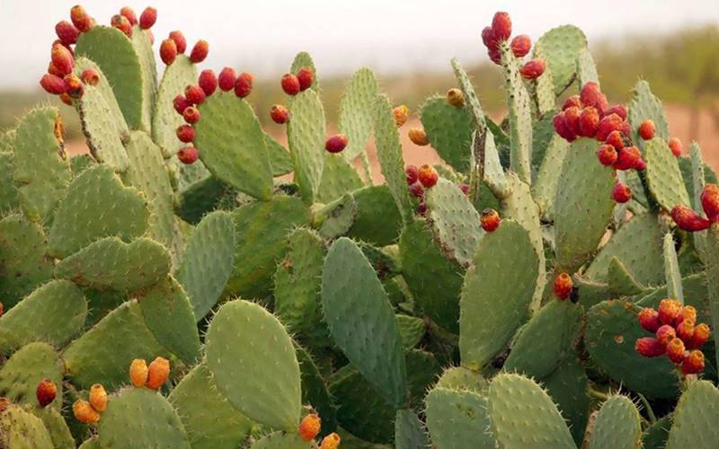 Cây xương rồng hợp mệnh Kim và Thủy