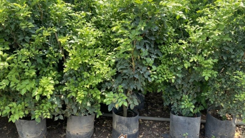 Cây nguyệt quế hợp mệnh gì? Cây nguyệt quế hợp mệnh gì?