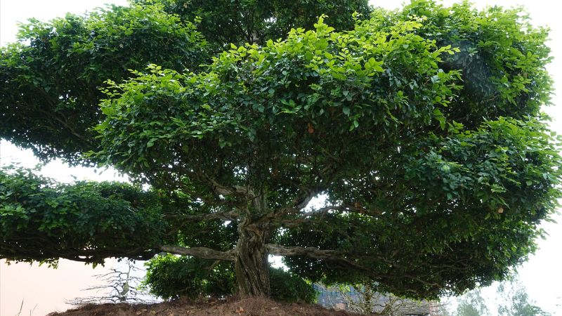 Lưu ý khi trồng cây nguyệt quế trước nhà Lưu ý khi trồng cây nguyệt quế trước nhà