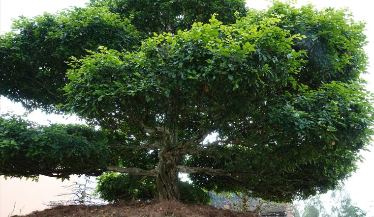 Cây nguyệt quế hợp mệnh gì? Giải đáp ngay để đón tài lộc