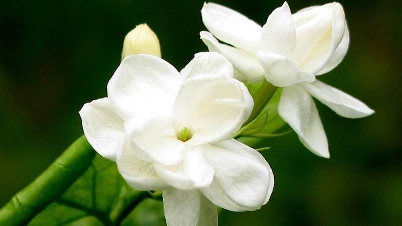 Hoa nhài khắc mệnh gì? Hoa nhài khắc mệnh gì?