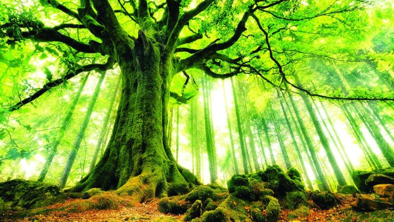 Mệnh Mộc hợp mệnh gì?