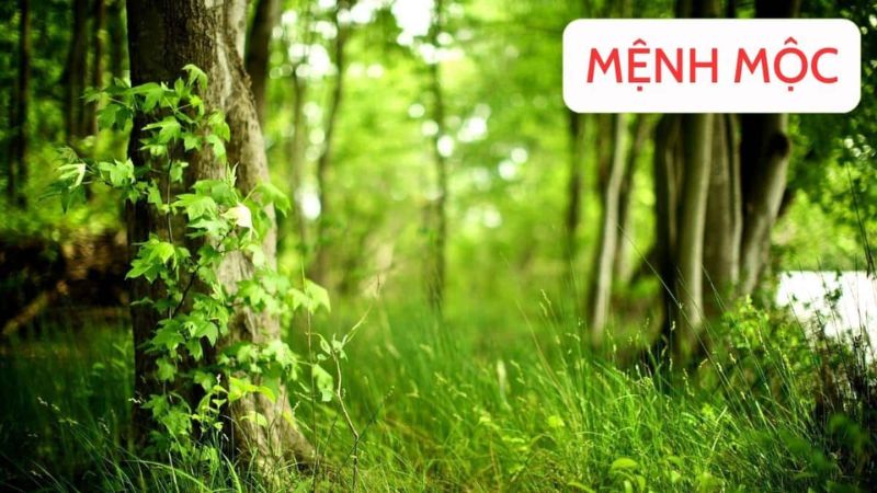 Mệnh Mộc khắc mệnh gì?