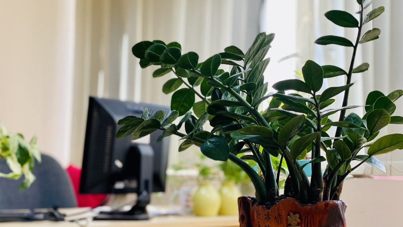 Hướng bàn làm việc hợp người mệnh Mộc Hướng bàn làm việc hợp người mệnh Mộc