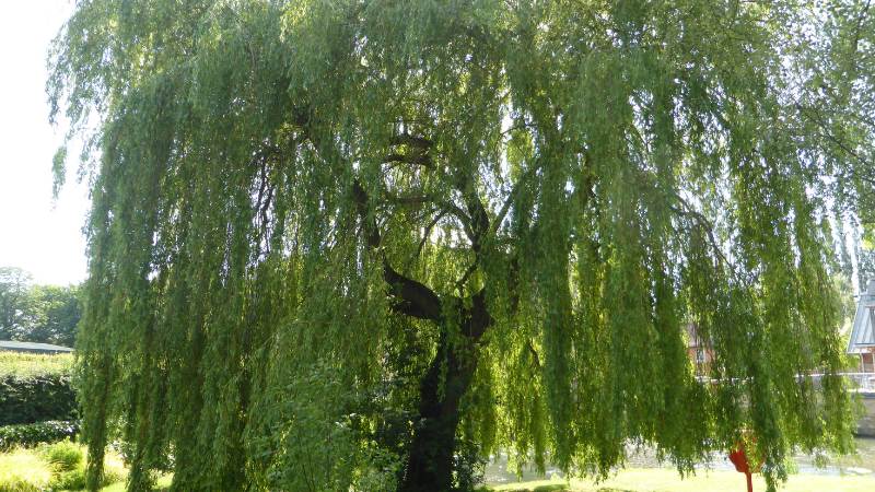 Mệnh Dương Liễu Mộc hợp màu gì? Khắc màu gì?