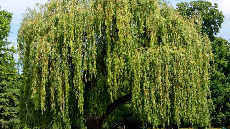 Câu hỏi thường gặp về mệnh Dương Liễu Mộc