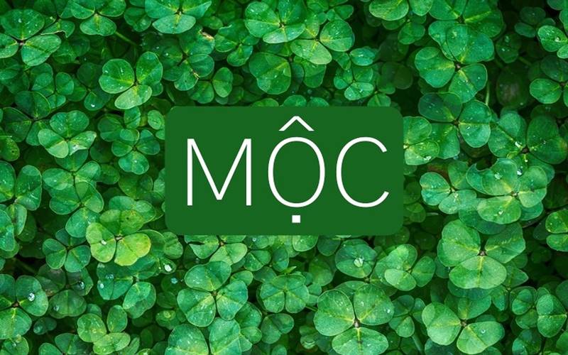 Mệnh Dương Liễu Mộc hợp mệnh gì? Khắc mệnh gì?