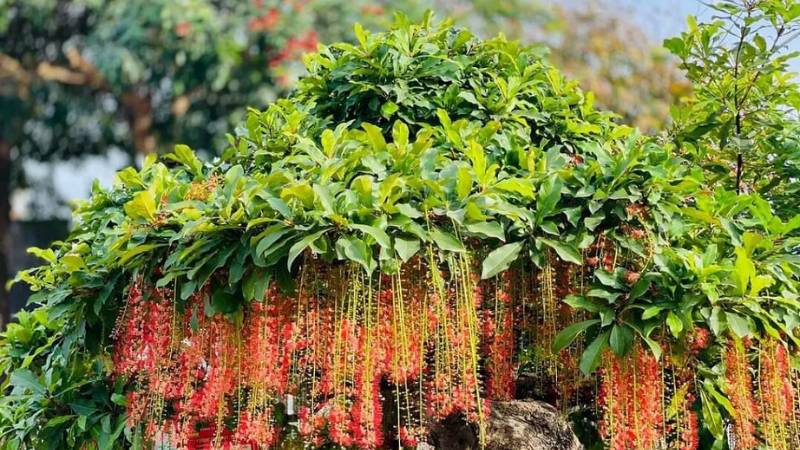 Nên trồng cây lộc vừng ở nơi có nhiều ánh sáng