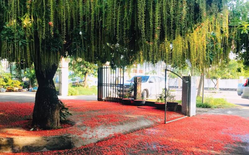 Ý nghĩa phong thủy của cây lộc vừng