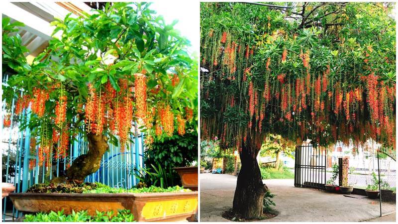 Đặc điểm của cây lộc vừng