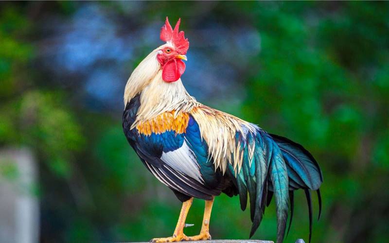 Gợi ý cách chọn trang phục màu sắc phù hợp cho người tuổi Dậu